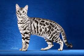 Bengal Studs Rowan Bengals Bengal Breeder In Alabama Silver Bengal Cat White Bengal Cat Bengal Cat