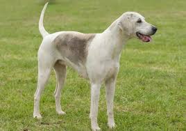 Image result for Harrier dog