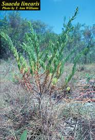 Image result for Suaeda plumosa