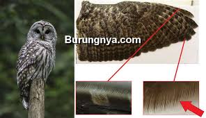 Maybe you would like to learn more about one of these? Rahasia Burung Hantu Bisa Terbang Tanpa Suara Burungnya Com