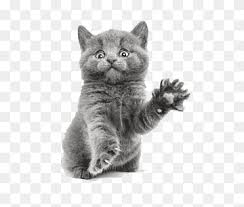 The russian blue is an indoor cat, but does require a little bit a space as they are known to be very fast runners. Kitten Russian Blue Scottish Fold British Shorthair Cat Play And Toys Black Cat Baby Cats Cattery Russian Blue Kitten Scottish Fold Png Pngwing