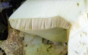 Image result for Boletus variipes