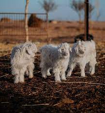 Baby Cashmere Our Excellences Loro Piana