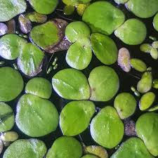 Image result for Wolffiella hyalina