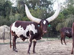 Cyril ramaphosa foundation was created with a deep sense. Ankole Embryos Sell For Record Price In South Africa Agriorbit