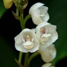 It is commonly referred to as the holy ghost orchid, dove orchid or flower of the holy spirit in english, and, as the flor del espiritu santo in spanish. Peristeria Elata Auch Bekannt Als Dove Orchid Oder Holy Spirit Orchid Blumen Malen Orchideenpflege Seltene Orchideen Seltsame Blumen