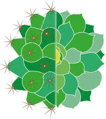 Последние твиты от british cactus and succulent society (@cactussucculent). British Cactus Succulent Society Wikipedia