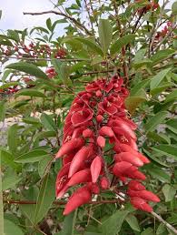 Image result for Erythrina livingstoniana