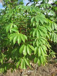 Tongan manufacturers of swamp and suppliers of. Roots Crops Of Tonga Tonga Time
