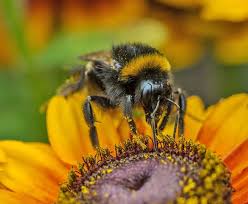 Mints attract certain types of bees, as do sage, rosemary, thyme, bee balm, and a number of other herbs. How To Attract More Bees To Your Garden And Why It S So Important