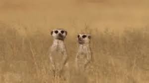 You can also upload and share your favorite hd gif wallpapers. Meerkat Ilove You Gif Meerkat Iloveyou Hug Discover Share Gifs Liebe Gif Erdmannchen Einzigartige Tiere