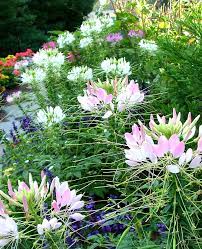 Pin On Flowers To Grow From Seeds