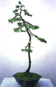 With a little guidance, you're perfectly capable of growing your very own bonsai trees without a mystical. You Can Understand The Making Process Of A Literati Tree Bonsai Even If I Don T Say Anything Inews