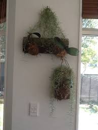 Wall Hanging Orchid With Spanish Moss Hanging Orchid Orchids Cottage Garden Design