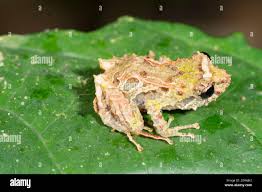 Image result for Pristimantis mutabilis