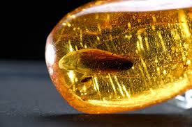 Heard (david clinton heard), a contractor. The World Famous Amber Museum In Gdansk