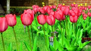 From the most simple to the most exotic, we have them this type of tulip has narrow and pointed white flowers striped with cherry red lines and look a lot like candy canes. How To Grow Beautiful Tulip Flowers In Your Garden Like A Dream Youtube