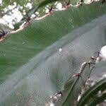 Image result for Euphorbia dawei