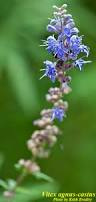 Image result for Vitex sp. A