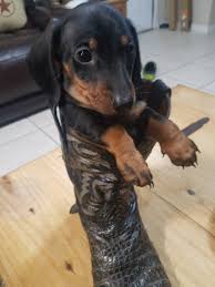 Our adorable mini dachshund puppies come in cream, black and tan, red, chocolate, dapple and piebald. Miniature Dachshund Puppies For Sale La Vernia Tx 306389
