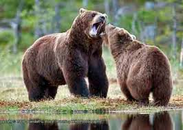 Image result for picture of bears