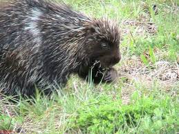صور النيص معلومات عن النيص وفوائده Big Animals Animals Porcupine