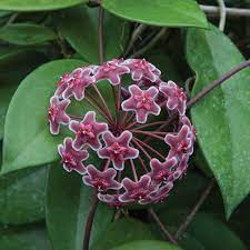 Hoya Ban Ngong Ngoy Hoya Species Hoya Plants Plants Plant Sale