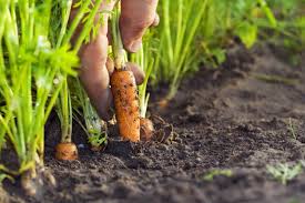 Leveling lawns or top dressing lawns, what does it mean and what is best for lawn top dressing and leveling? What Is Topsoil And What Is It Used For Kellogg Garden Organics