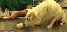 Small Homeless Dog Has Huge Kidney Stone Removed From Her Bladder Homeless Dogs Kidney Stones Dogs