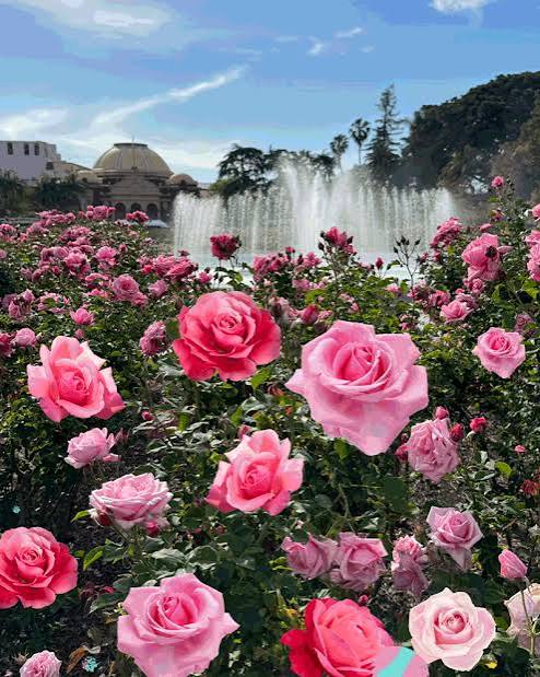 The best L.A. rose gardens to see this season's blooms - Los Angeles Times