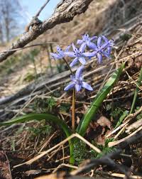 Though siberian squill is not native to siberia, the plant probably got its common name because it is so cold hardy, thriving as far north as usda hardiness zone two. Blausterne Wikipedia