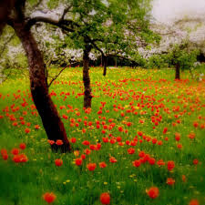 The Tulip Orchard Spring Pictures Tulips Flower Field
