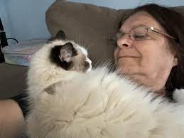Ragdoll cat seeking undivided attention from owner