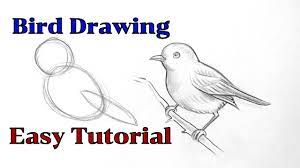 Maybe you would like to learn more about one of these? How To Draw A Bird Drawing Easy Step By Step Basic Drawing Lessons For Beginners Pencil Drawings Youtube