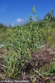 Image result for Thesium unyikense