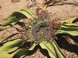 Image result for Microcharis welwitschii