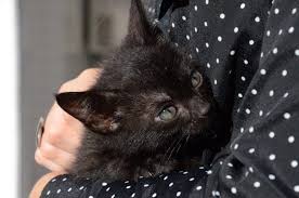 If you have a pet cat, then you know you really must have a cat restraint bag, at the very least. Cat Restraint Bag Review Top 5 To Buy