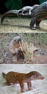 40 Rare Animal Babies You Ve Probably Never Seen Before Baby Pangolin Unusual Animals Cute Animals