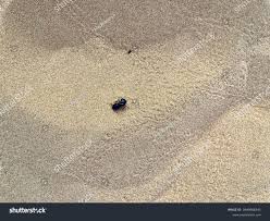 Image result for Catunaregam stenocarpa