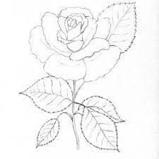 Pinion ciupi ușurare un peisaj cu trandafiri in creion : 13 Trandafiri Ideas Trandafiri Desene Artistice SchiÈ›e