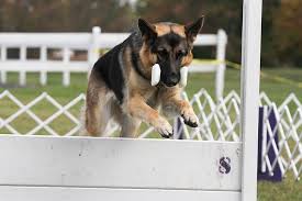 Because of this, they've always been satisfying to look at, whether it's a black sable german shepherd or a silver sable german shepherd.their individual hairs vary in color, some are darker, some are light, and some are pure black.their unique trait allows for a variety of shading in their coat color, which is what makes them. German Shepherd Dog Dog Breed Information