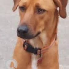 Missing: White-Brown Mix Male Indie Dog from Vimanagar, Pune