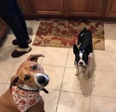 Boston terrier boxer mix for adoption. Louie S Legacy Animal Rescue Found Safe Courtesy Post Missing Dogs Cincinnati Old Kings Mill Murphy Brown Boxer Mix And Rocco Black And White Boston Terrier Got Out Today At