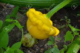 Summer squash practically grows itself. Yellow Pattypan Squash Growing In The Garden Stock Photo Picture And Royalty Free Image Image 66714929