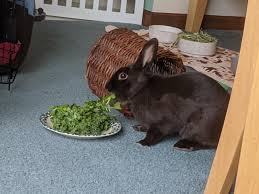 Mmm...Dream Burger 🍔 : rDreamWasTaken2