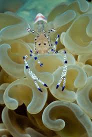Dive Adventure Dive Damai Beautiful Sea Creatures Underwater Photography Sea And Ocean