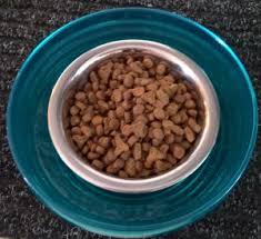 If a cat refuses to eat from a. How To Keep Ants From Your Cat Food Healthy Cat Detective