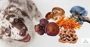 Top 5 Medicinal Mushrooms For Dogs Dogs Naturally
