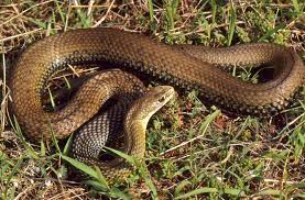 Nada mais errado, o que não existe são cobras com venenos muito tóxicos, o que é significativamente diferente. Cobra Rateira Wikipedia A Enciclopedia Livre