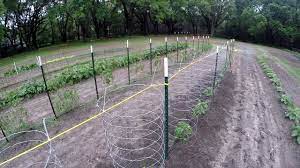 We did not find results for: My First Garden 13b Bell Pepper Cages Youtube
